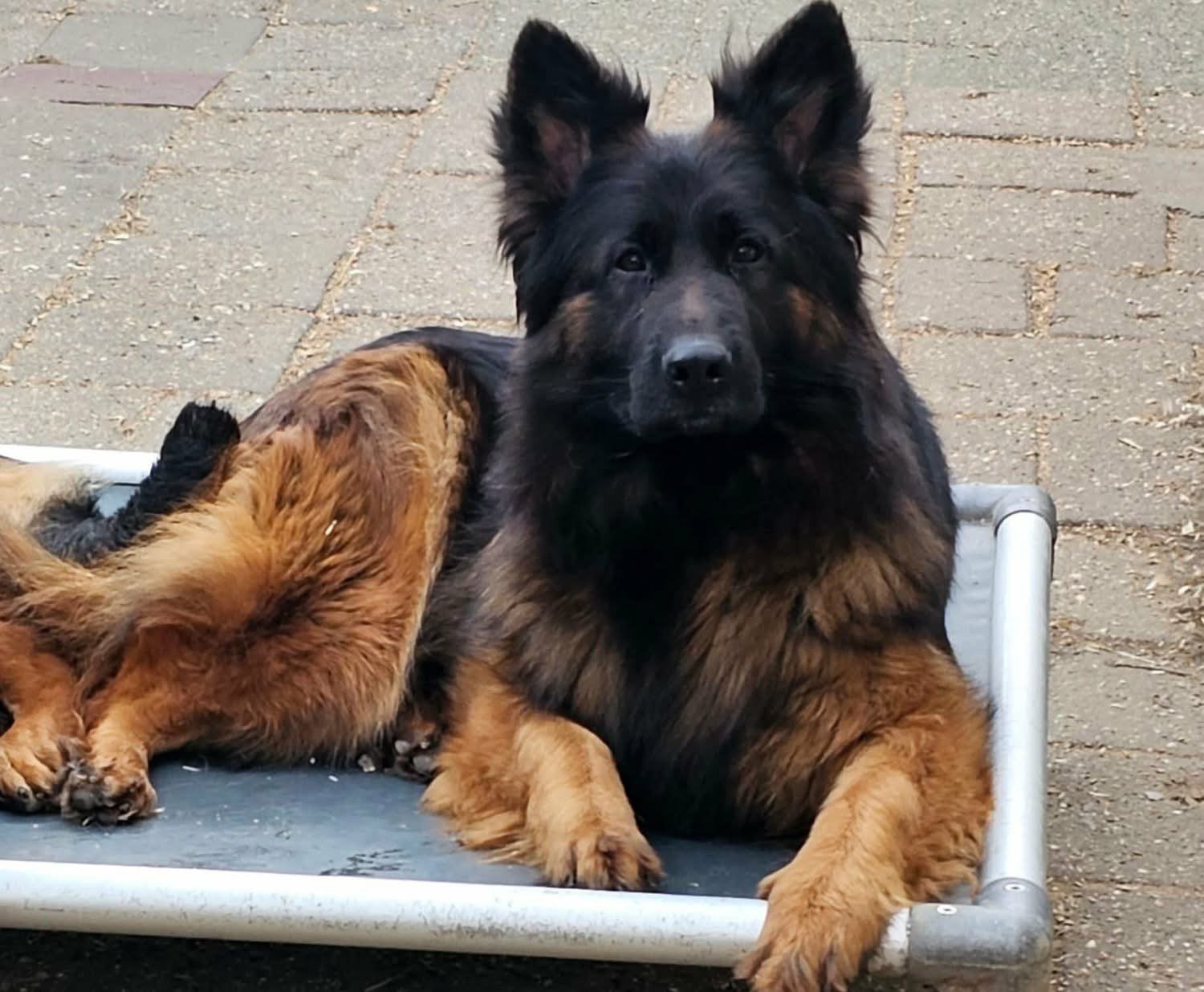 Langstok haar Duitse Herderpups(2 reutjes, Dieren en Toebehoren, Honden | Herdershonden en Veedrijvers, Parvo, Reu, 8 tot 15 weken