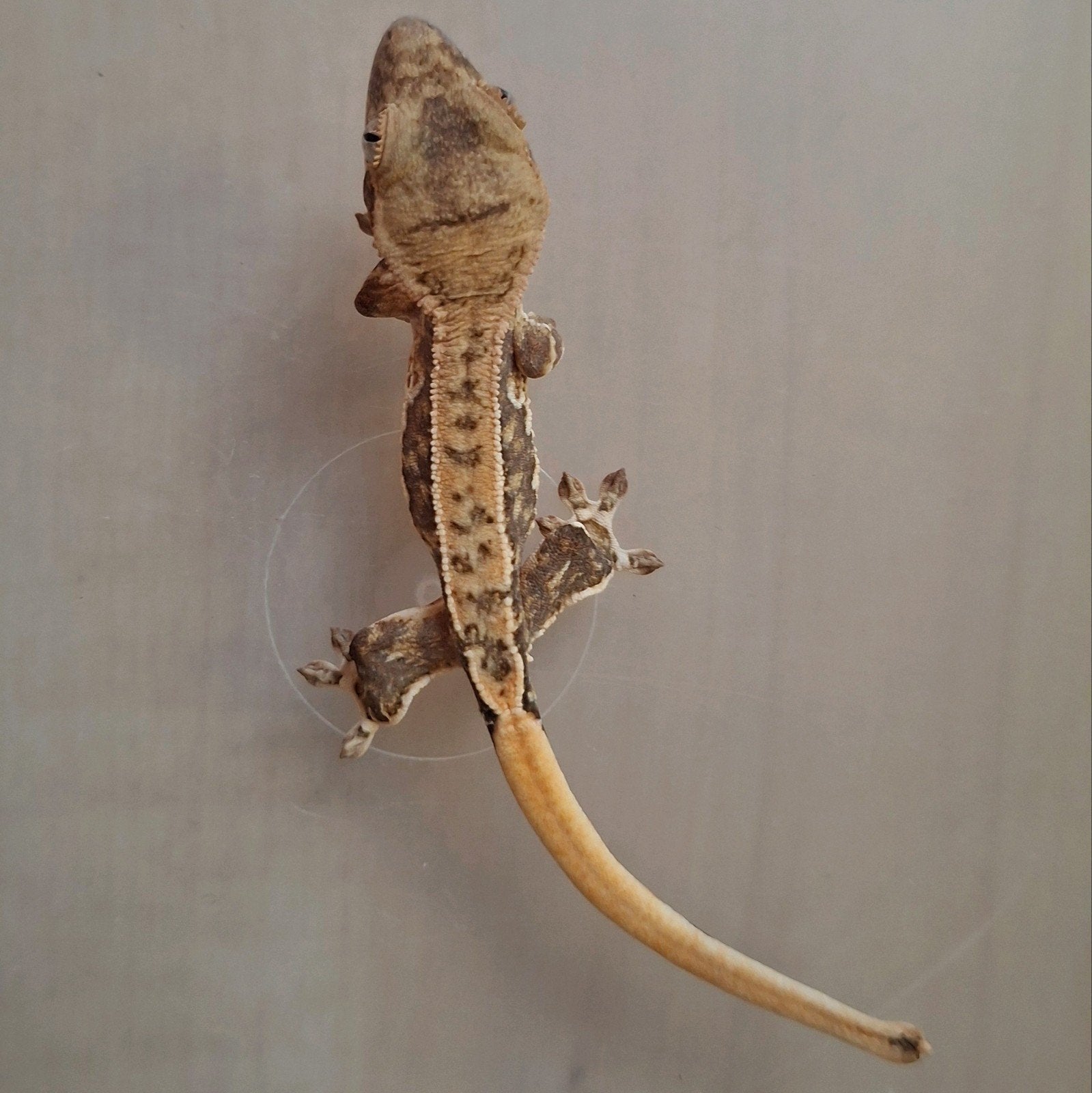 Prachtige tri-color lilly white wimpergekko/crested gecko Crested Gecko photo 4