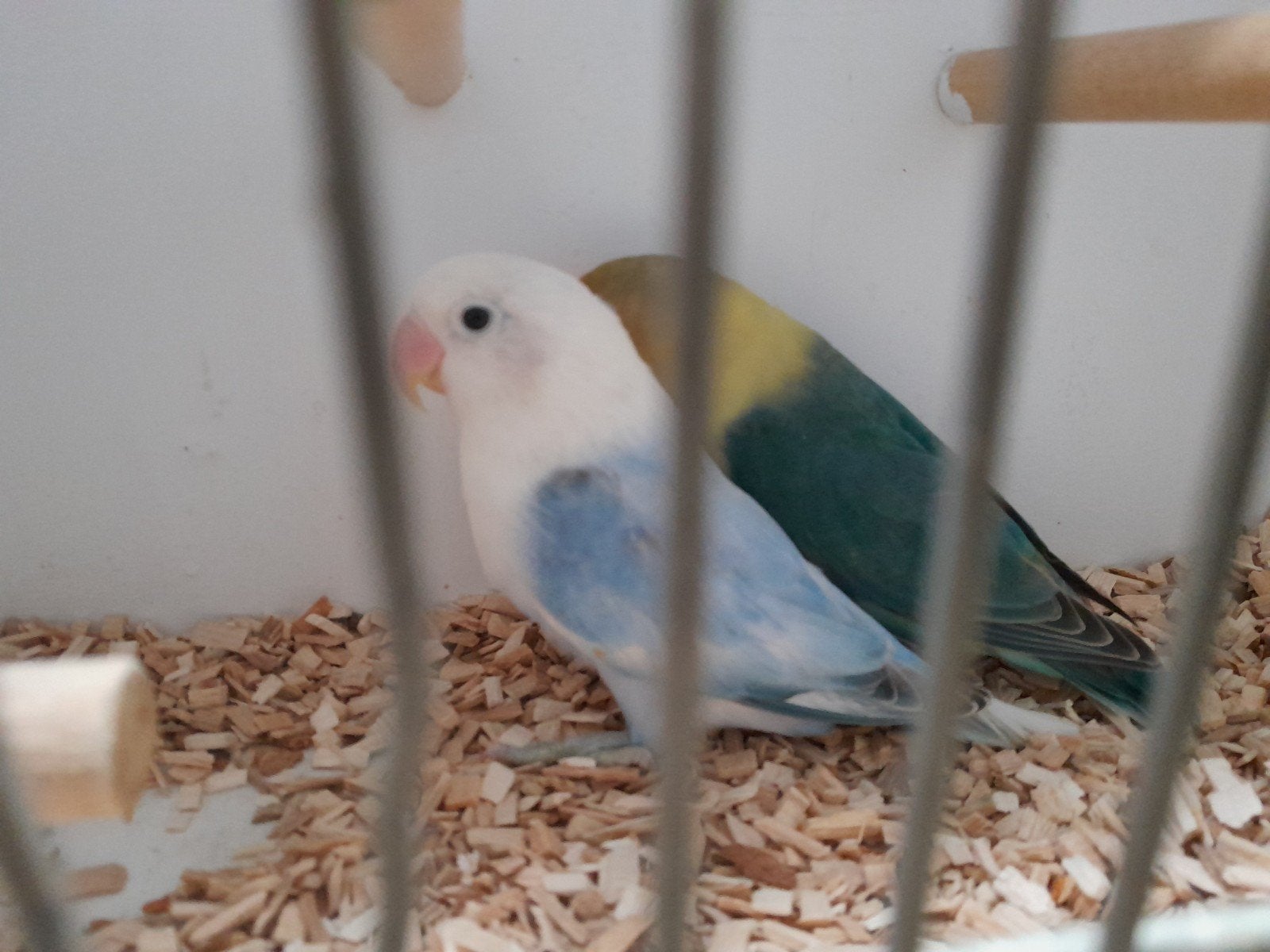 te koop fischeri's, Meerdere dieren, Geringd