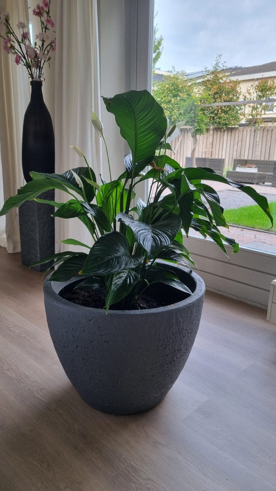 Gratis grote Lepelplant met pot - in ruil.voor grote doos me, Ophalen, Gebruikt, Grijs, Steen/keramiek