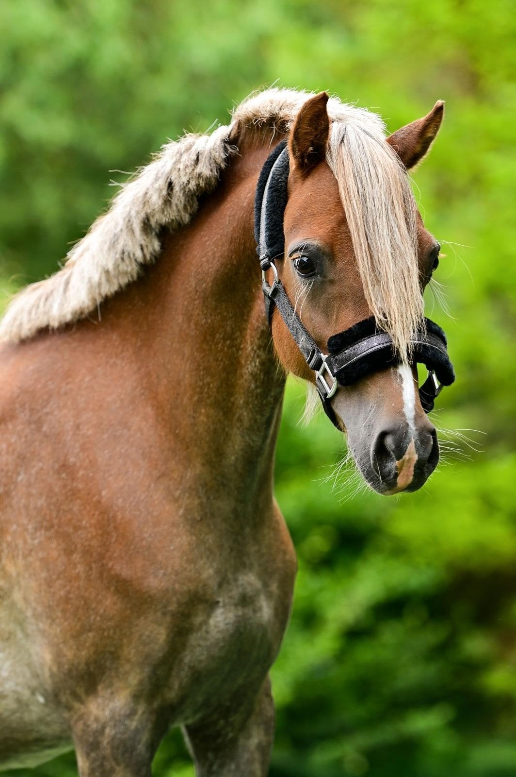 leuke  kinder welsh Cpony, Merrie, Recreatiepaard, 3 tot 6 jaar