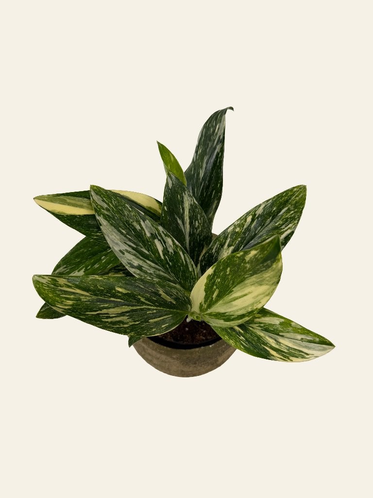 Monstera Stardust p12, Ophalen of Verzenden, Halfschaduw, Minder dan 100 cm