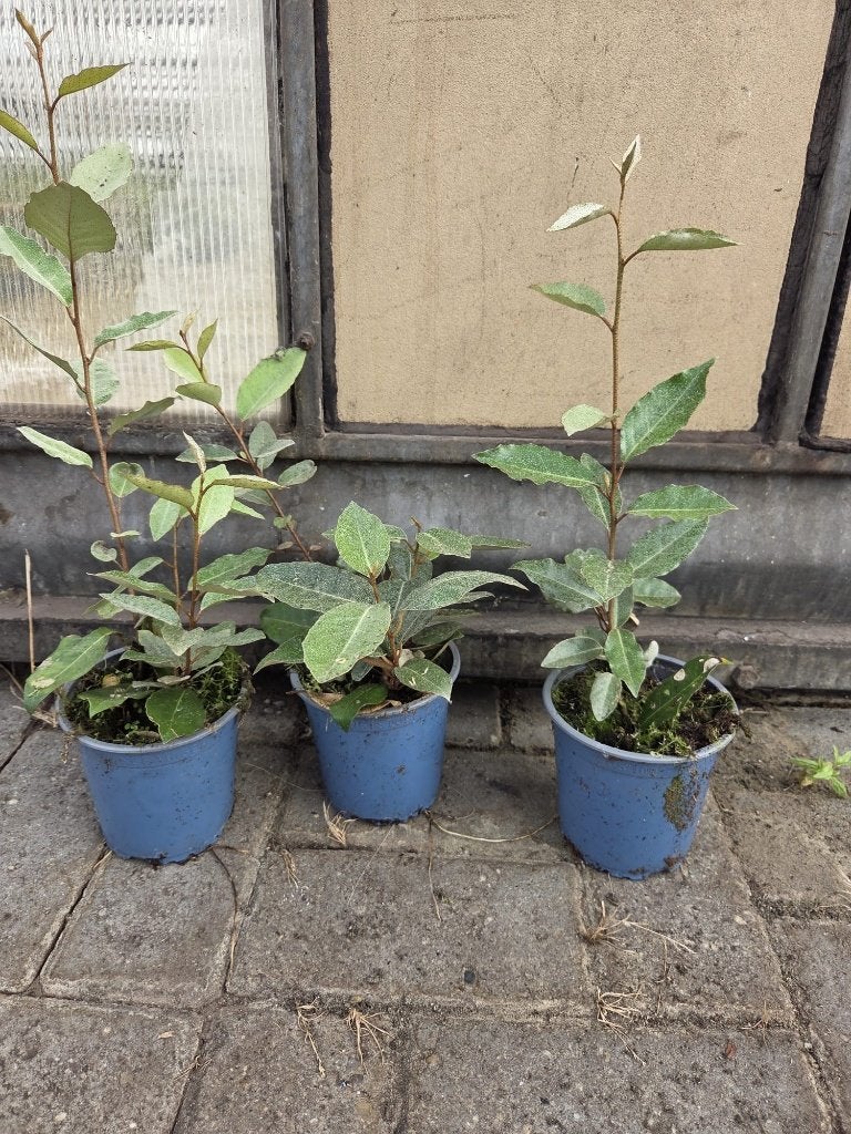 Eleagnus Ebbingei  Olijfwilg 30-40 cm, Ophalen of Verzenden, Overige soorten, Volle zon