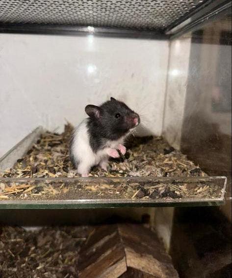 Baby goudhamsters 🐹, Dieren en Toebehoren, Knaagdieren, Hamster, Maart, Meerdere dieren, Tam