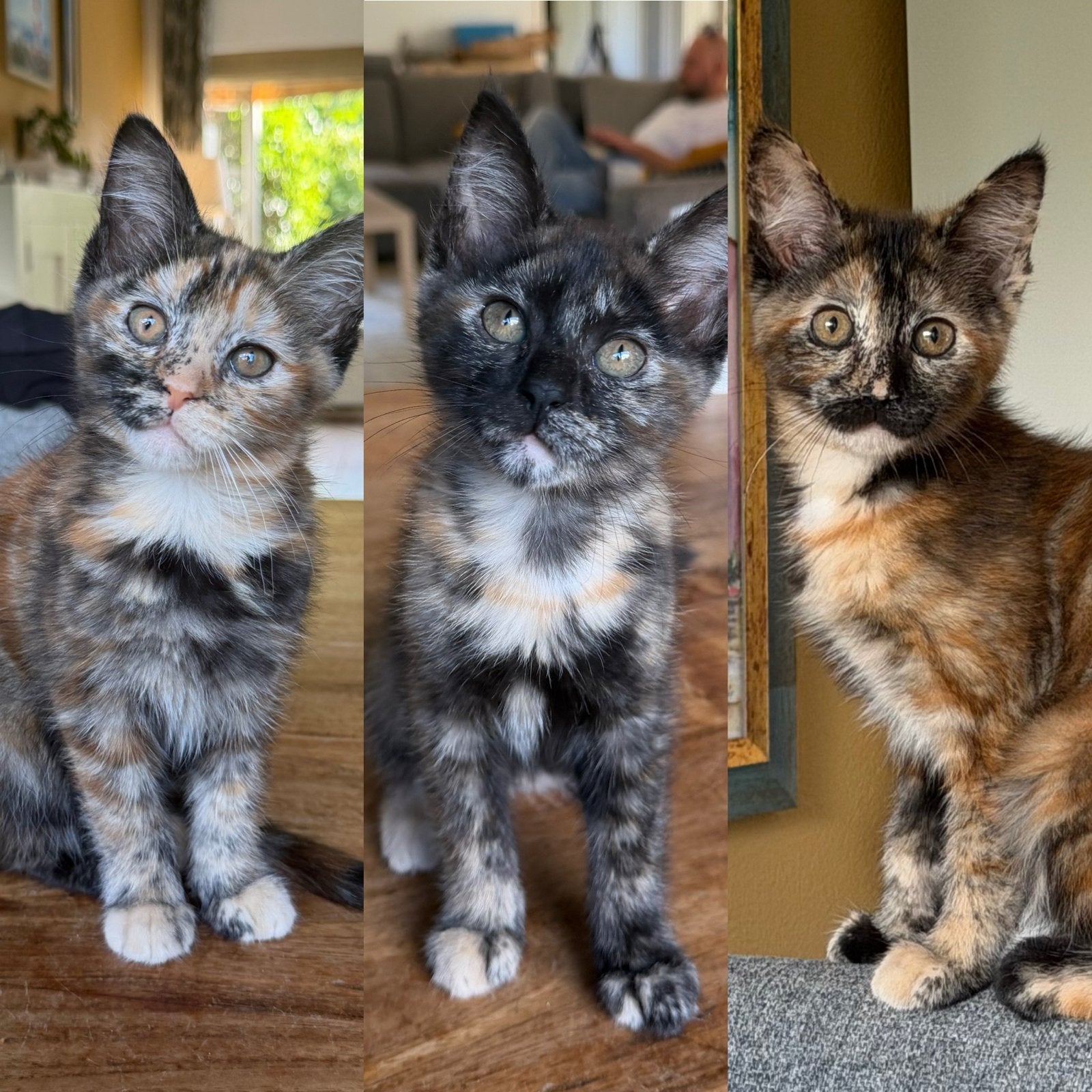 3 lieve katten zoeken een nieuw thuis!, Dieren en Toebehoren, Kater