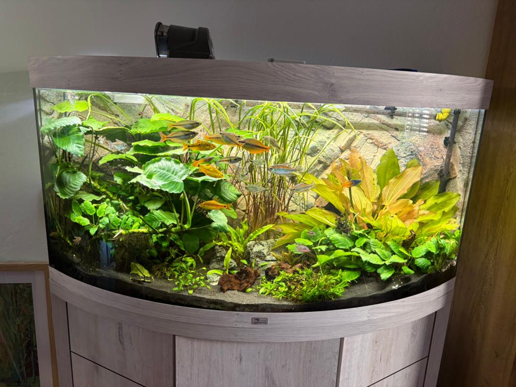 Aquatlantis Sublime Horizon 120 Set incl vissen en planten, Dieren en Toebehoren, Ophalen, Zo goed als nieuw, Gevuld zoetwateraquarium