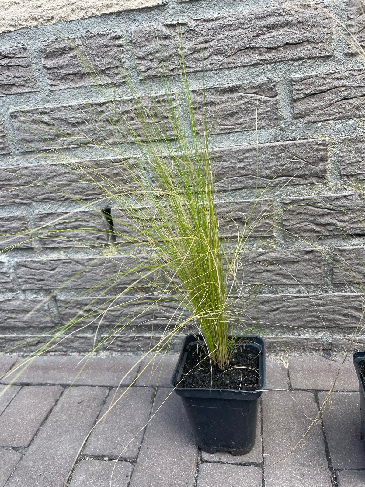 Stipa Ponytail (Vedergras) in P9 potje, Ophalen, Volle zon, Vaste plant, Siergrassen