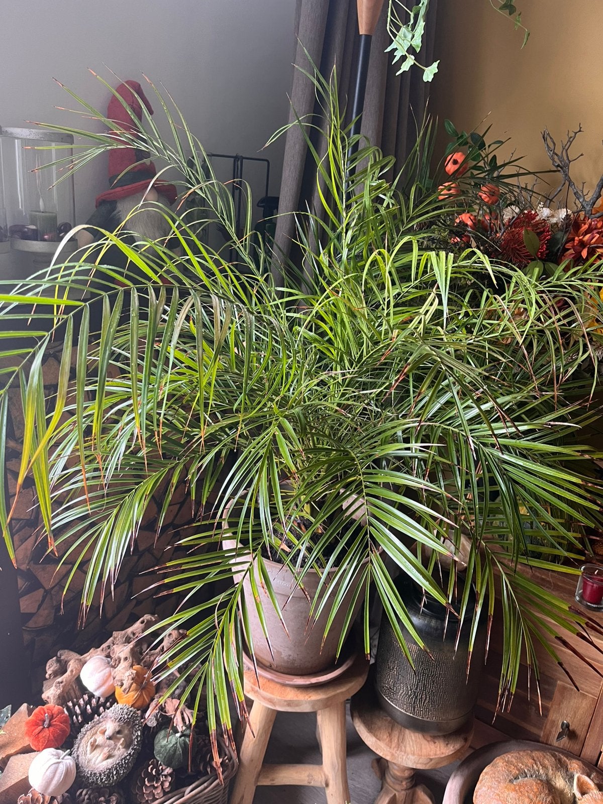 Phoenix Roebelenii palm in terracotta pot, Ophalen, Halfschaduw, Minder dan 100 cm