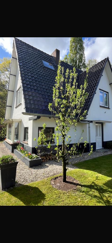 conference perenbomen 25 jaar oud LET OP! Nog maar 25 stuks, Tuin en Terras, Planten | Bomen, Ophalen, Volle zon, Overige soorten