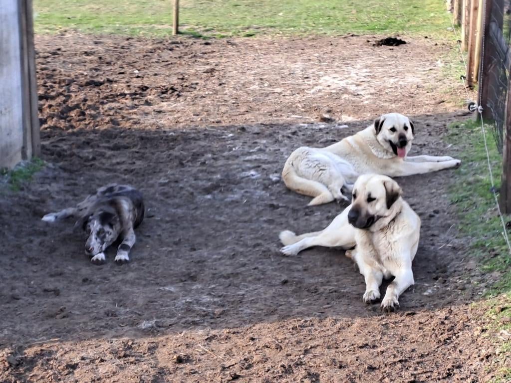 2 anatolische herders (teven), Dieren en Toebehoren, Honden | Herdershonden en Veedrijvers, Parvo, België, Particulier, 1 tot 2 jaar
