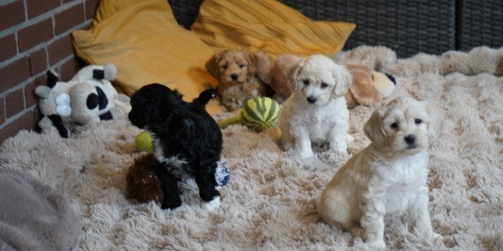 Leuke kruising maltipoo pups., Nederland, Overige rassen, 8 tot 15 weken, CDV (hondenziekte)