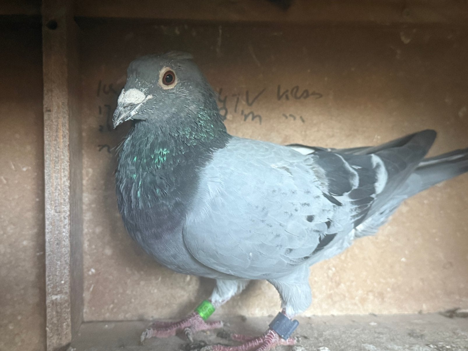 Van Dyck Dirk 399, Dieren en Toebehoren, Mannelijk, Postduif