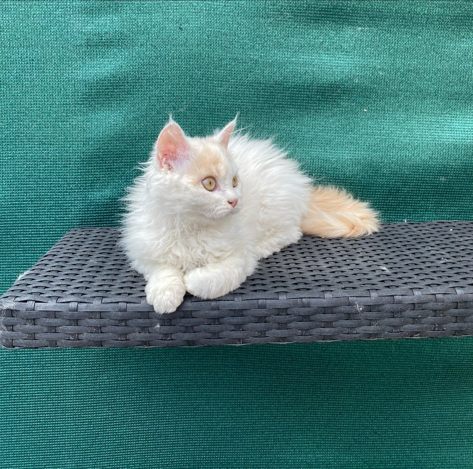 Prachtige kater, Kater