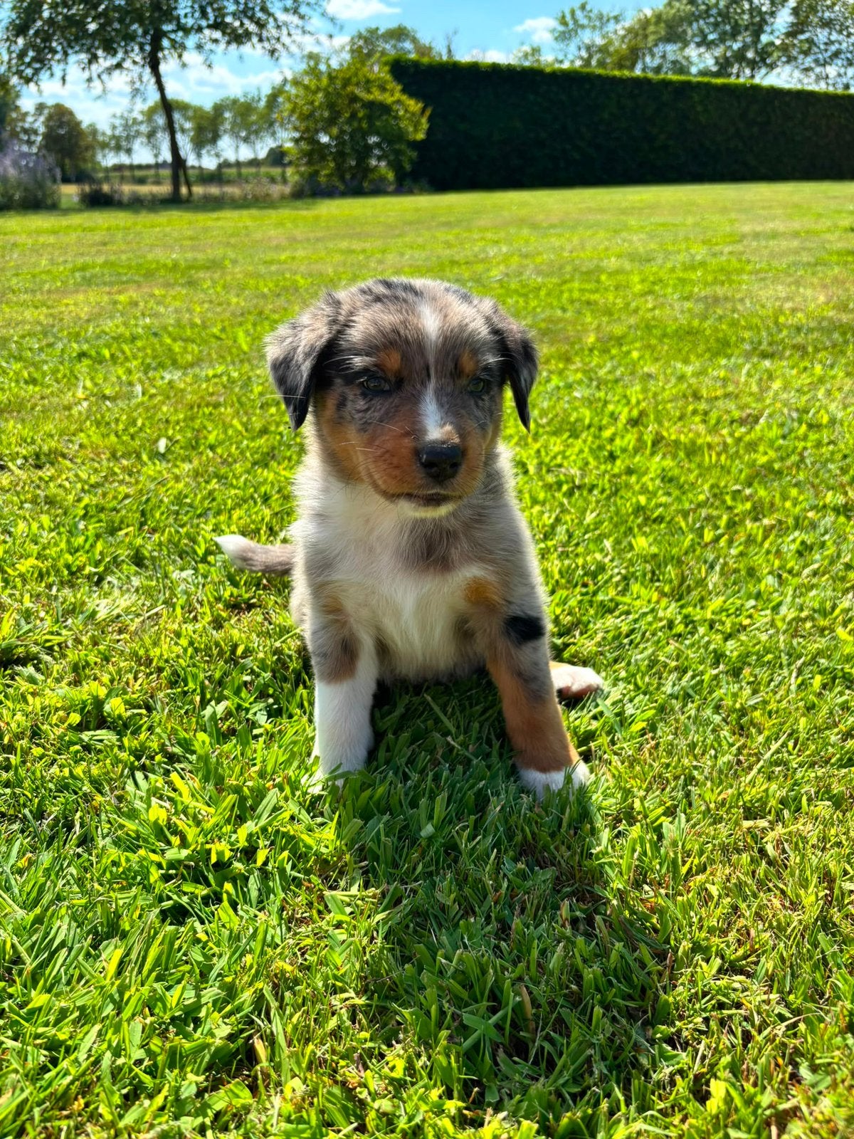 Australian shepherd pups, 8 tot 15 weken, Parvo, Meerdere, Meerdere dieren