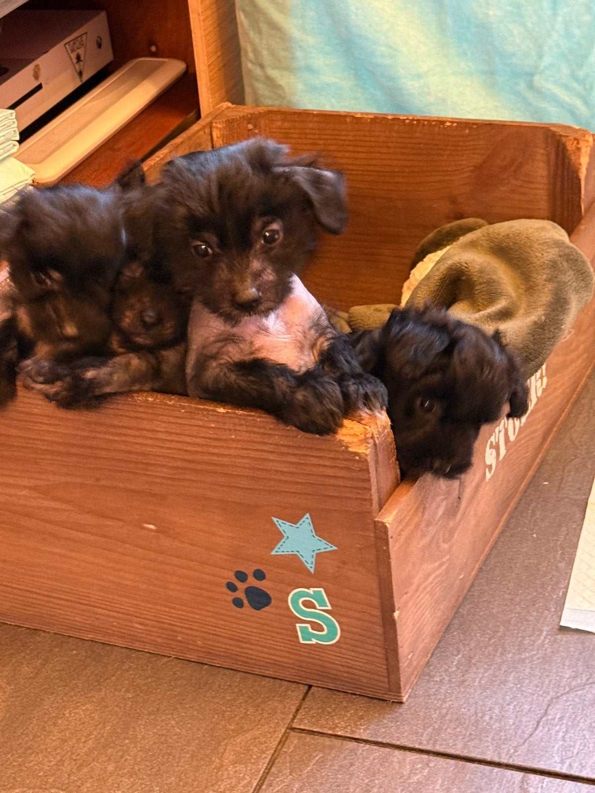 Chinese naakthond pups, Overige rassen, Meerdere, Meerdere dieren, Nederland