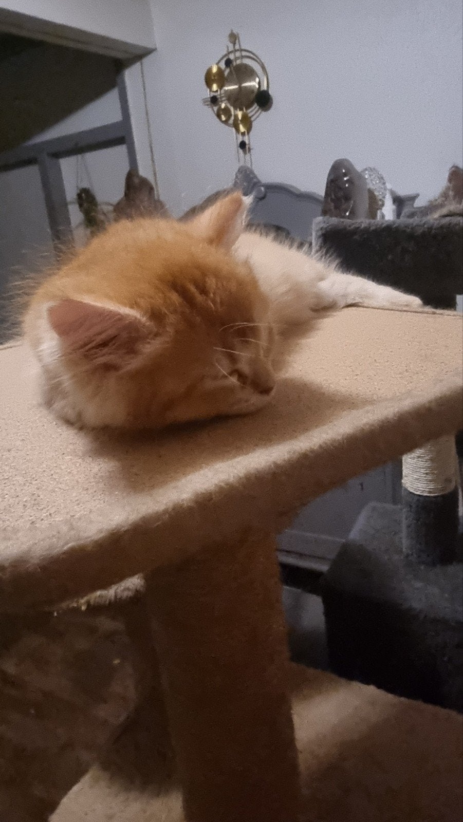 katertje zeer apart met blouwe oogjes, Kater