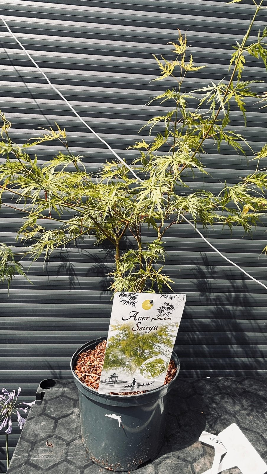Acer palmatum 'Seiryu' - Japanse Esdoorn, Volle zon, Vaste plant, Bloeit niet, Ophalen