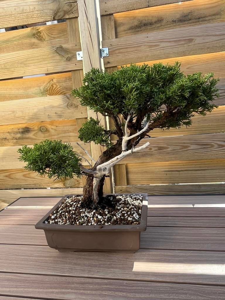 Juniperus Chinensis bonsai 32cm vanaf de pot, Volle zon, Verzenden, Overige soorten, Minder dan 100 cm