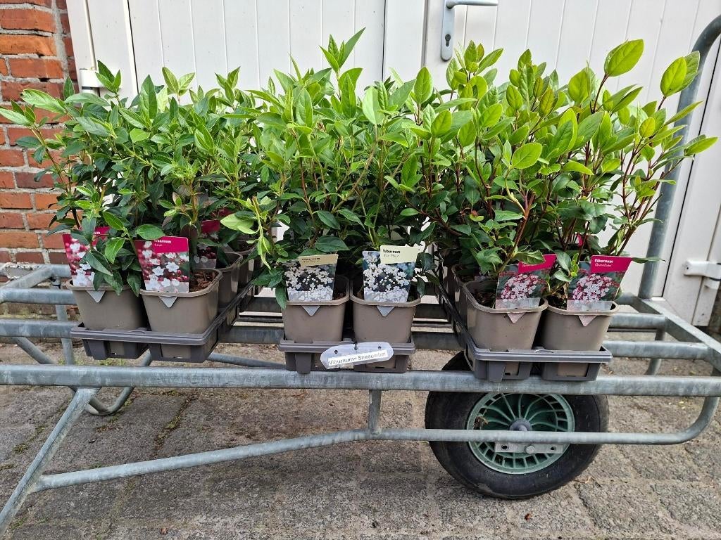 Mooie Soorten Viburnum (Sneeuwbal) in pot!, Tuin en Terras, Planten | Struiken en Hagen, Ophalen, Overige soorten, Minder dan 100 cm
