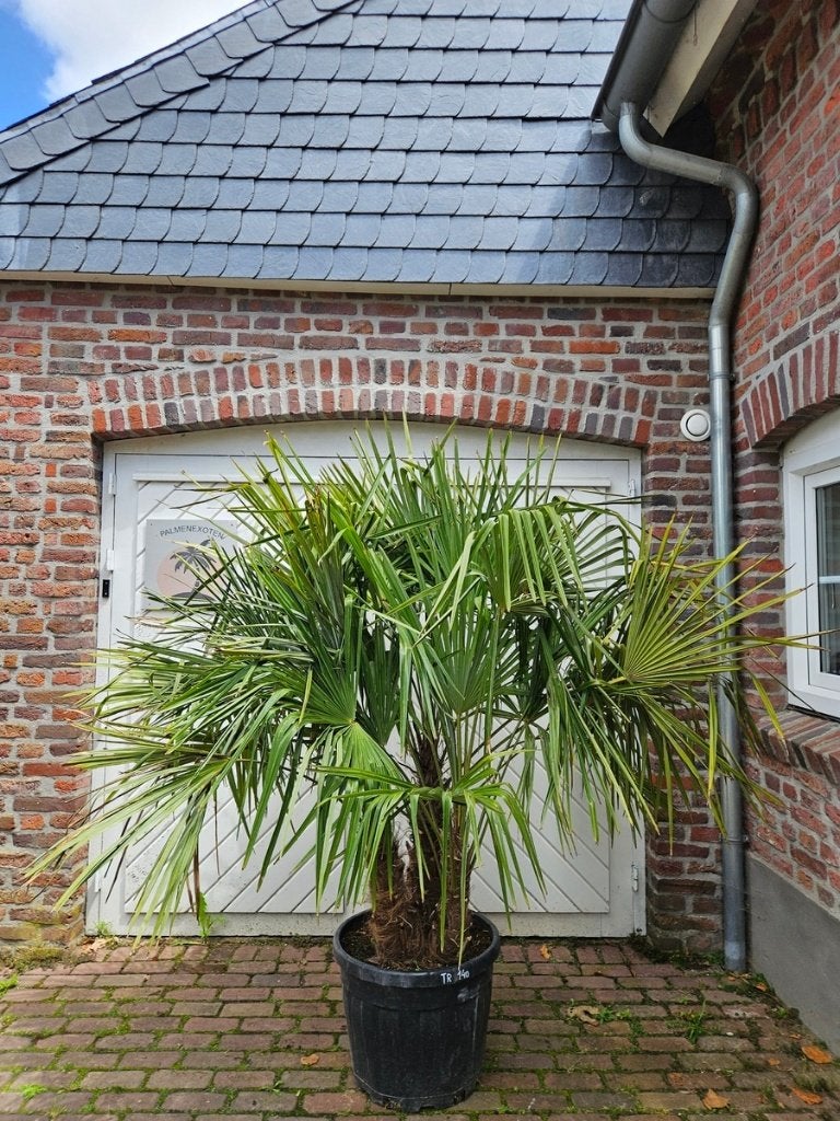 AANBIEDING MEERSTAMMIGE TRACHYCARPUS FORTUNEI, In pot, Halfschaduw, Ophalen of Verzenden, 100 tot 250 cm