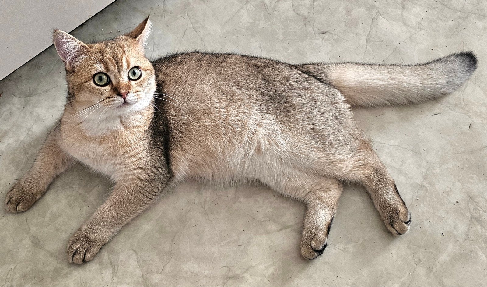 Britse korthaar, golden shaded kitten met stamboom, Dieren en Toebehoren, Kater, Met stamboom, 0 tot 2 jaar