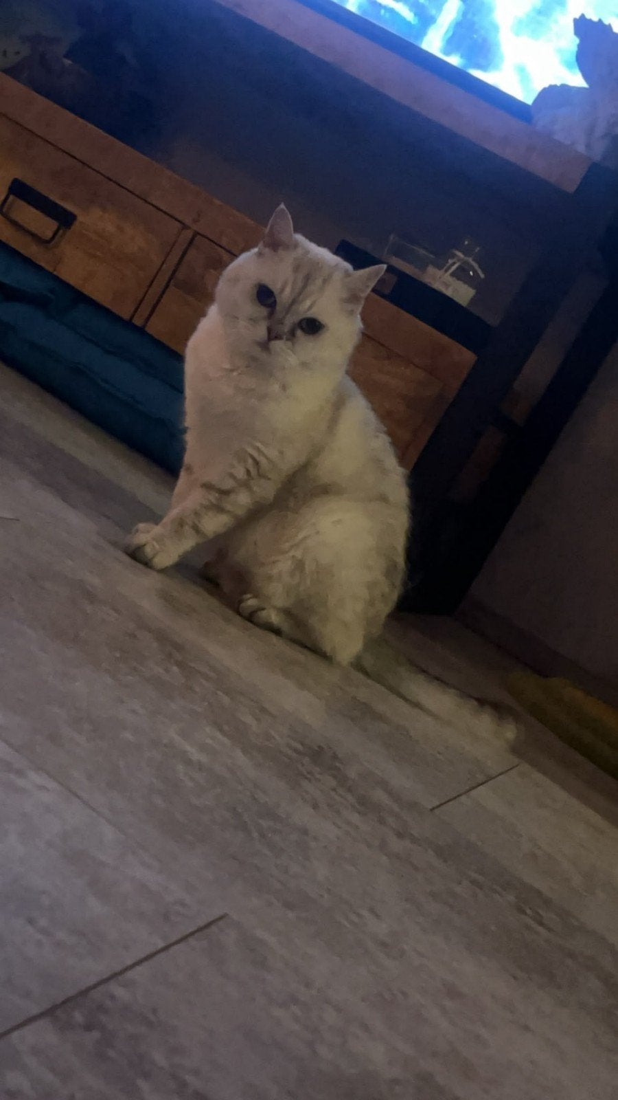 Te koop: Britse Korthaar met stamboom, Poes, Met stamboom, 6 jaar of ouder