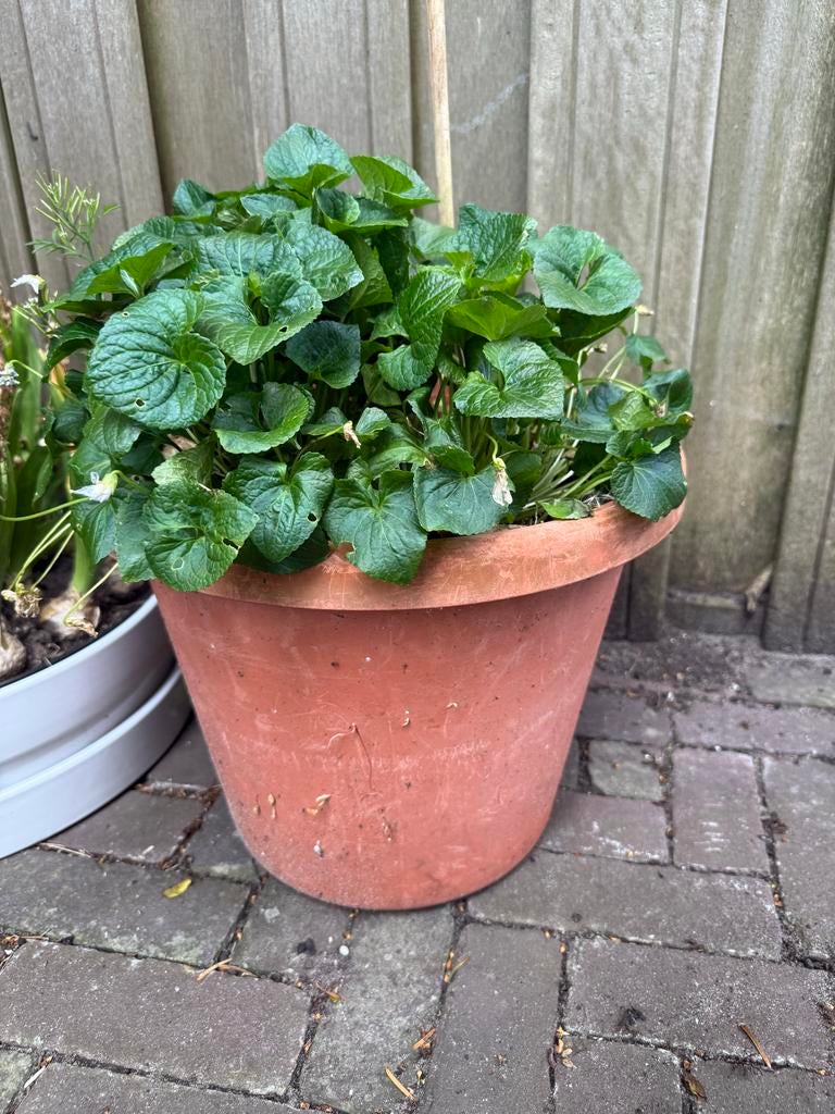 Mooie grote buitenpot 35 cm met plant, Overige materialen, Gebruikt, Balkon, Ophalen of Verzenden