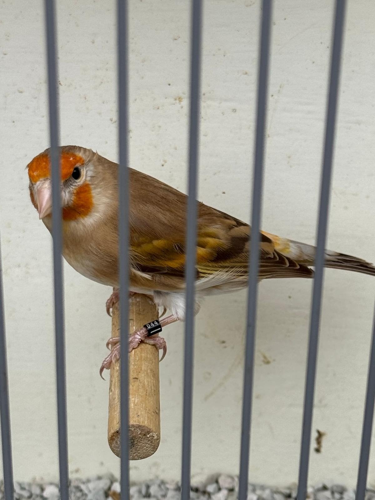putter x kanarie, Dieren en Toebehoren, Vrouwelijk, Wildzangvogel, Geringd