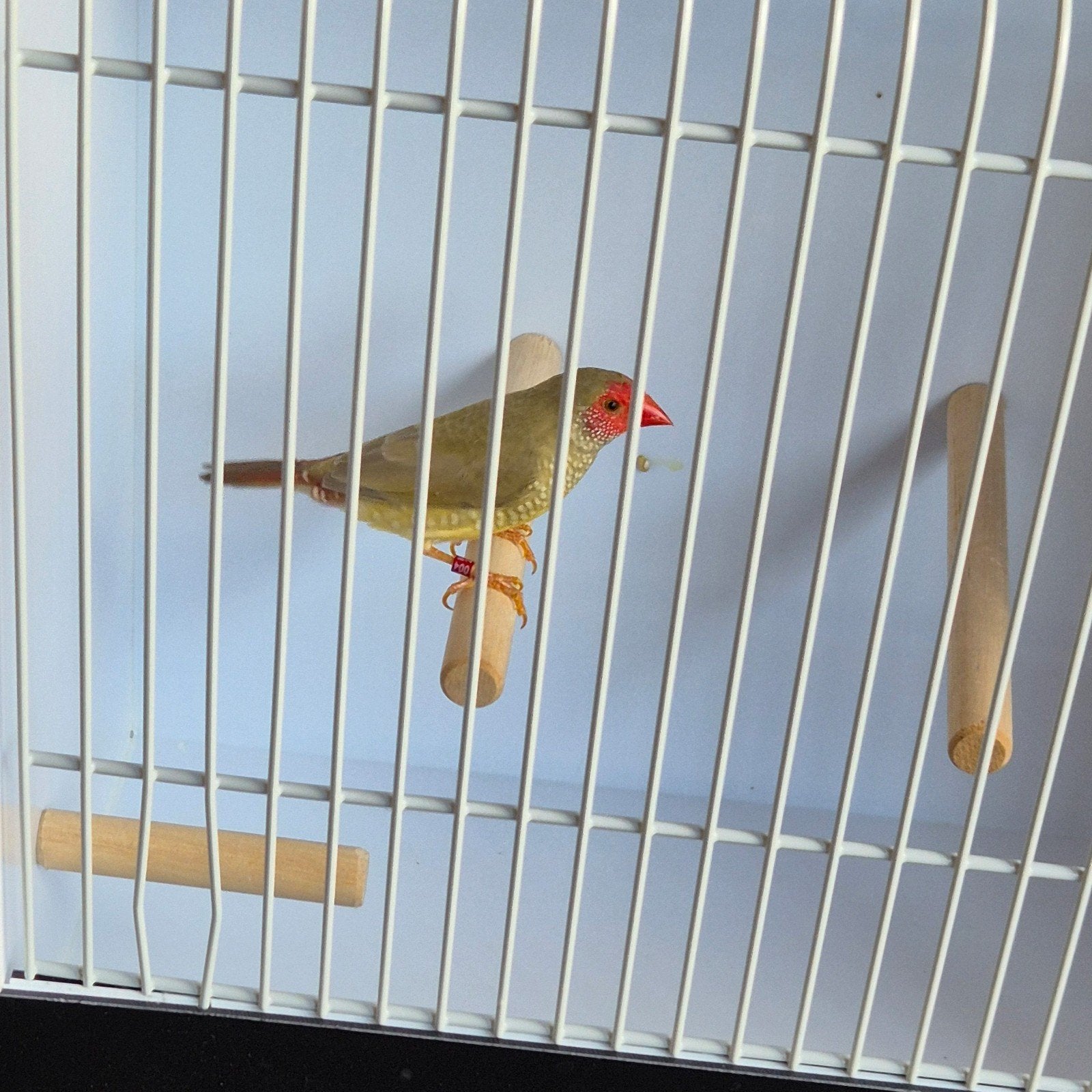 binsenastrilde pop gezocht., Dieren en Toebehoren, Vogels | Overige Vogels, Vrouwelijk