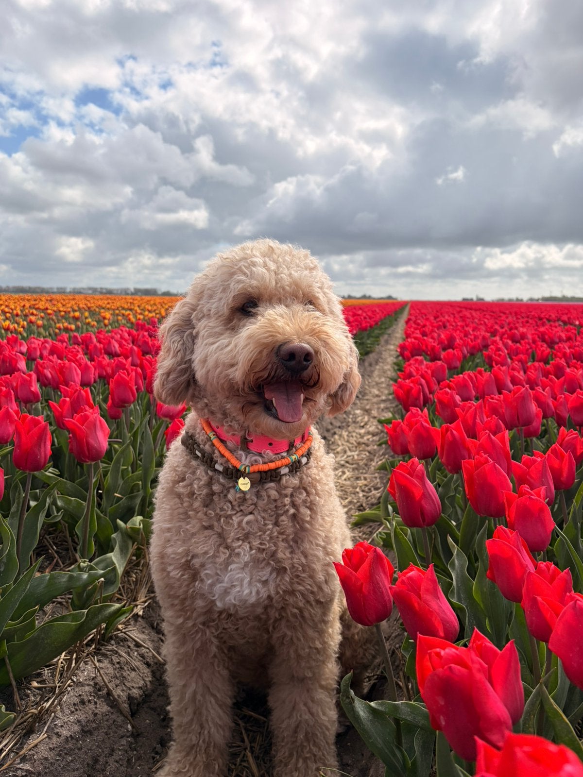 Goldendoodle pups 7 juni geboren 2 teefjes en 6 reutjes, Dieren en Toebehoren, Parvo, Overige rassen, 8 tot 15 weken, Meerdere dieren