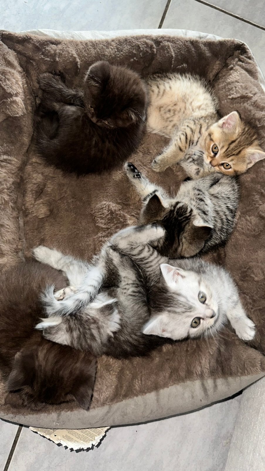 Lieve Britse Korthaar&Langhaar kittens zoeken een warm thuis, Dieren en Toebehoren, Meerdere dieren, Ontwormd