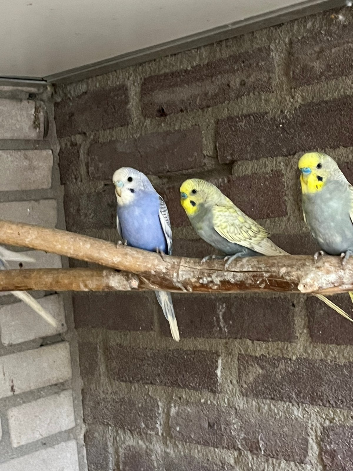 Grasparkietjes, Dieren en Toebehoren, Vogels | Parkieten en Papegaaien, Meerdere dieren, Parkiet