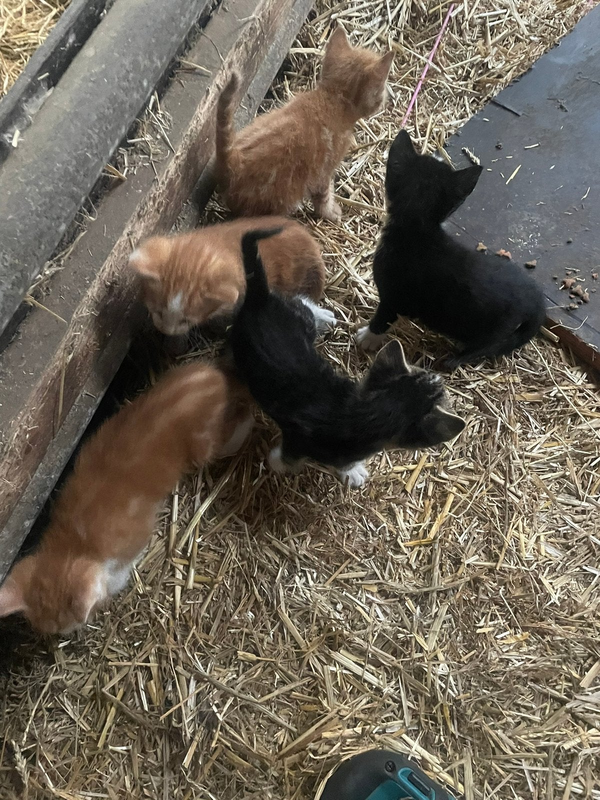 5 boederij kittens, Dieren en Toebehoren, Meerdere dieren