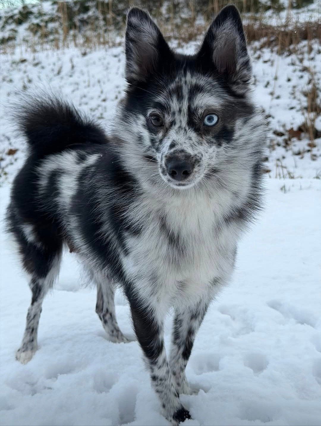 Pomsky, Dieren en Toebehoren, Overige rassen, 1 tot 2 jaar, Teef, Parvo