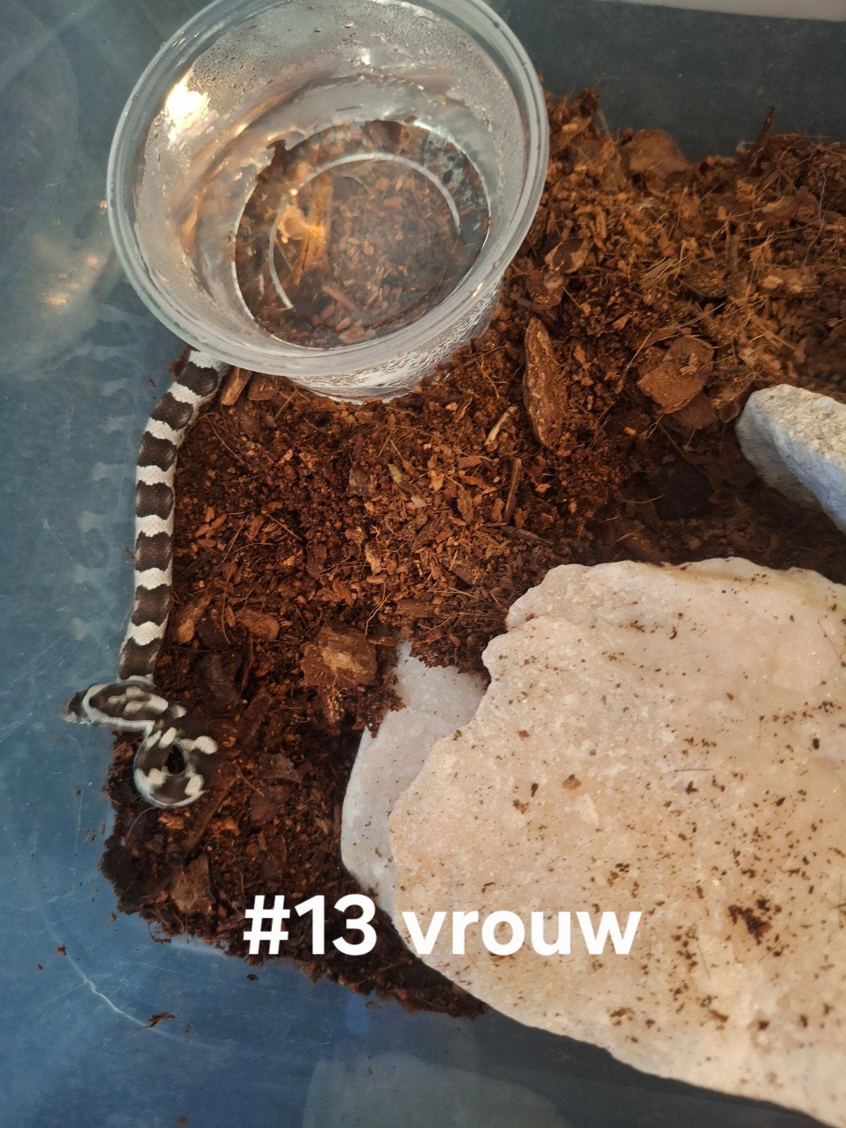 rattenslang nakweek 2026 Pantherophis guttatus Corn Snake photo 10