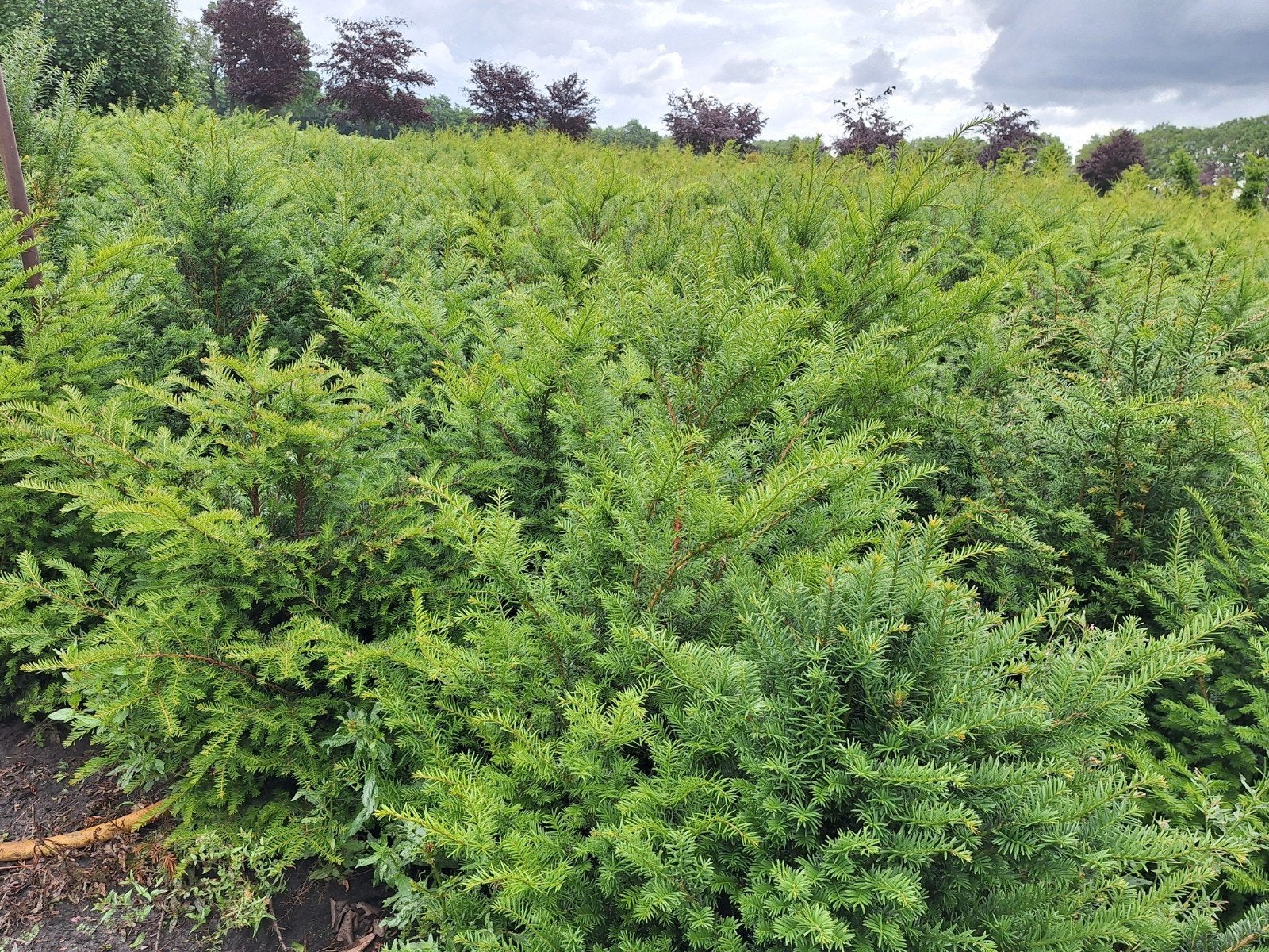 Taxus baccata taxushaag 140 - 160 cm, Ophalen, Taxus, Haag, 100 tot 250 cm
