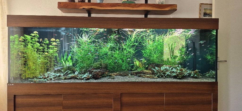 Aqualife aquarium geheel compleet 800 liter (5 mndn jong), Ophalen, Nieuw, Overige merken, Gevuld zoetwateraquarium