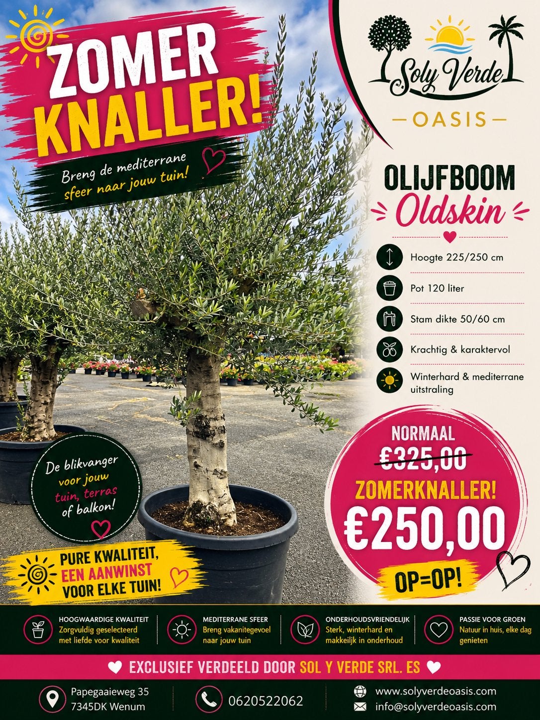 Olijfboom  - Zomer knaller  ook in oldskin, Tuin en Terras, Planten | Tuinplanten, Volle zon, Vaste plant, Bloeit niet, Ophalen