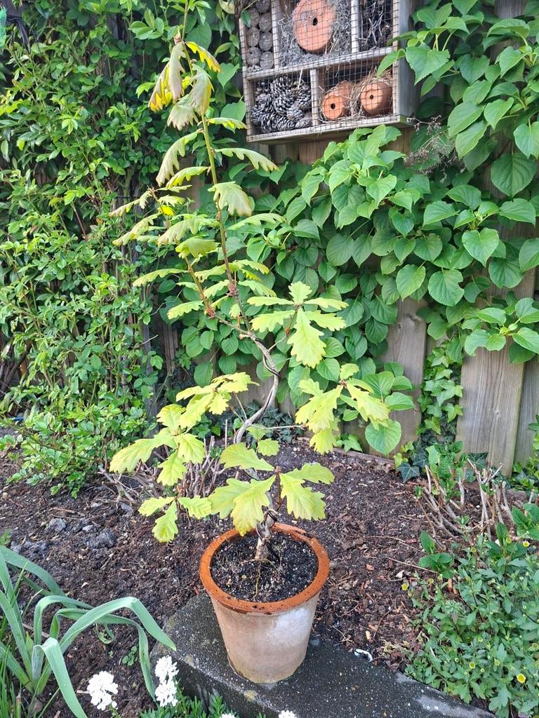 Bonsai starter Eik te koop, Bloeit niet, Halfschaduw, Overige soorten, Minder dan 100 cm