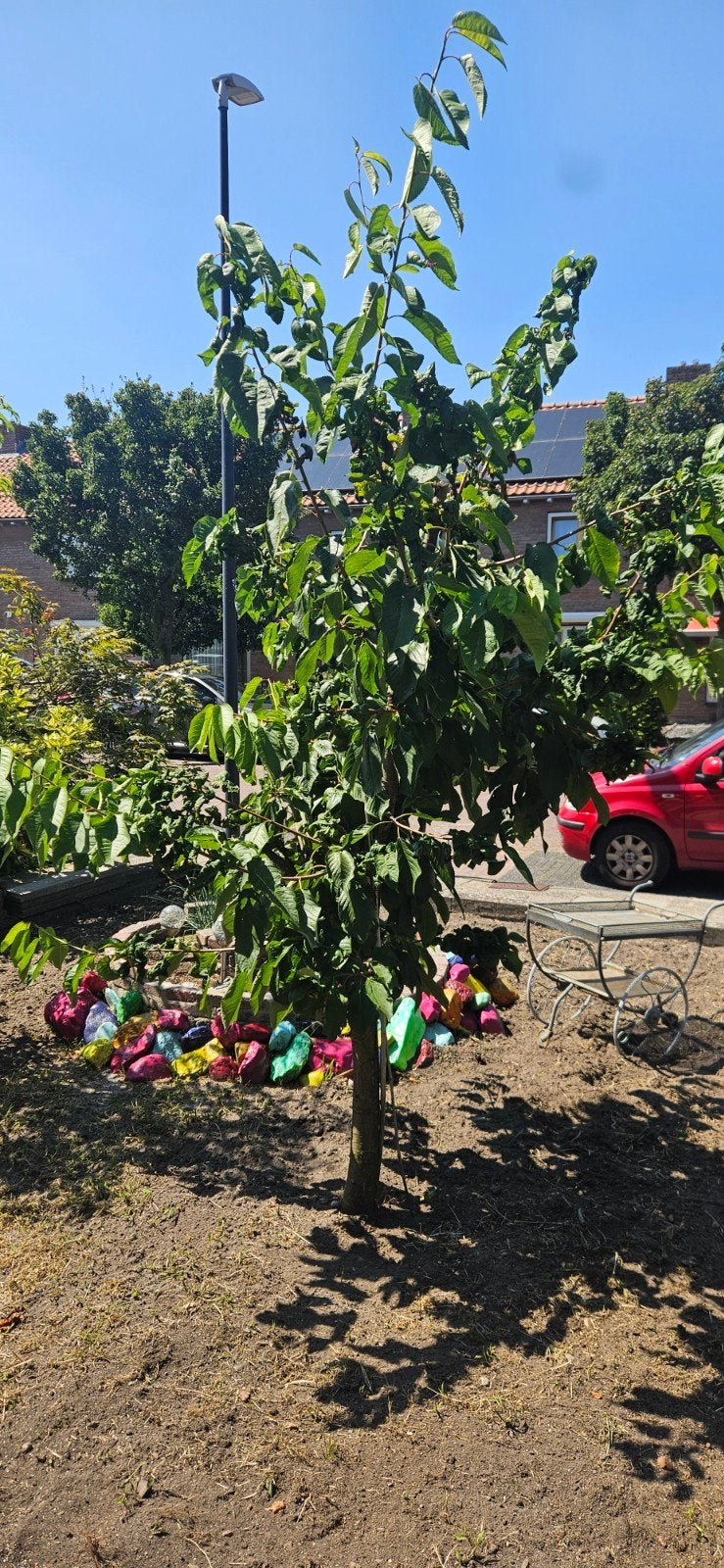kersen boom, Ophalen, 100 tot 250 cm, Zomer