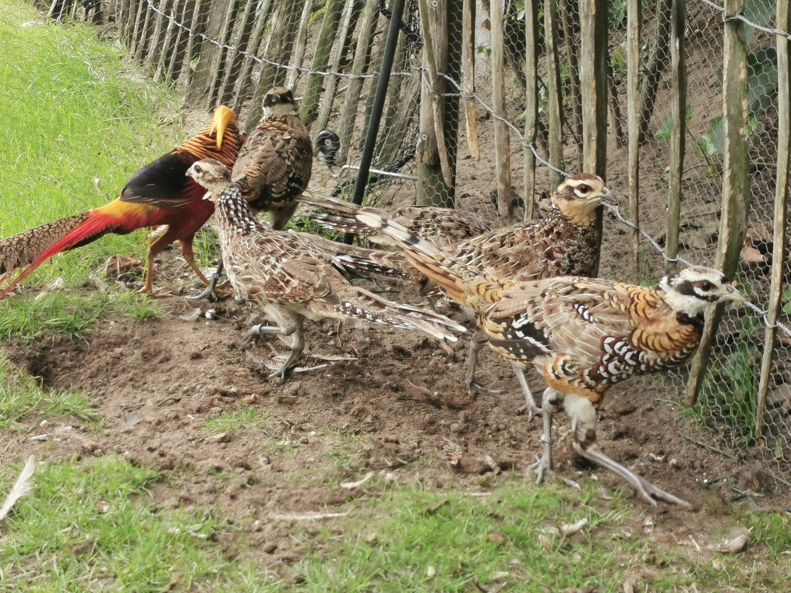 koningsfazanten, Meerdere dieren, Kip