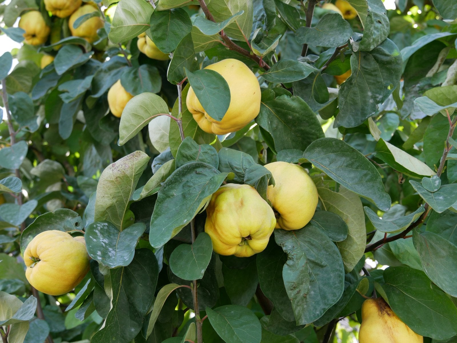 Kweeperen te koop €2,50/kg, Diversen, Ophalen