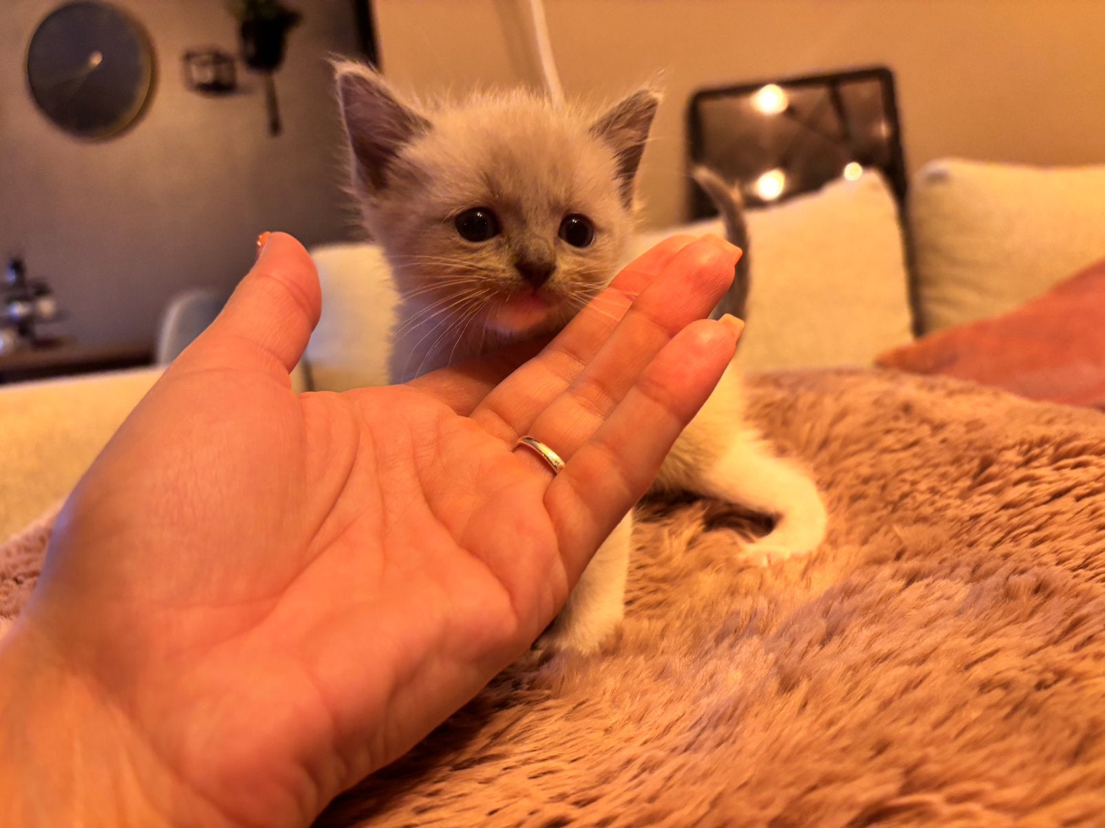 ️♥️Unieke Siamees/Ragdoll️ Mannetjes!♥️, Dieren en Toebehoren, Kater, Ontwormd, 0 tot 2 jaar