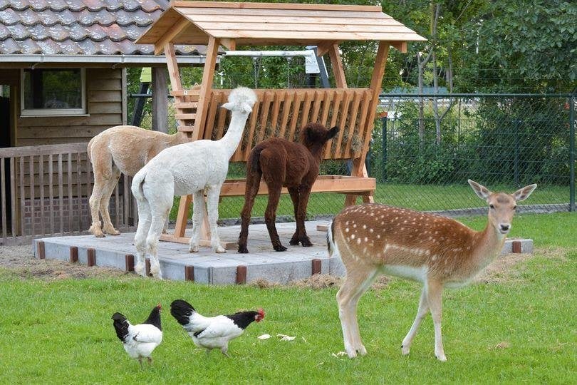 hooruif voor alpaca schaap hert ree pony ezel), Dieren en Toebehoren, Ophalen, Nieuw