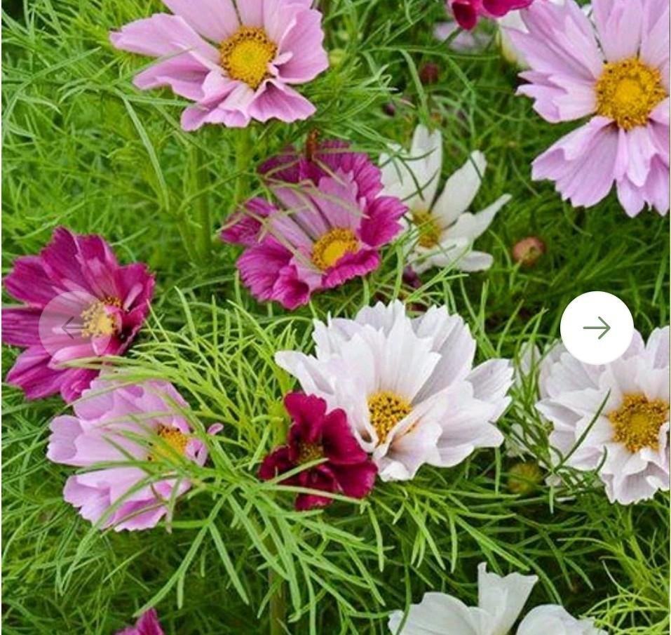 Cosmea Sea Shells stekje tuinplant, Tuin en Terras, Ophalen, Volle zon