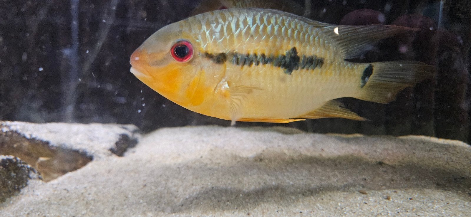Zuid Amerikaanse Cichliden: Krobia sp. Red Eye, Vis, Zoetwatervis