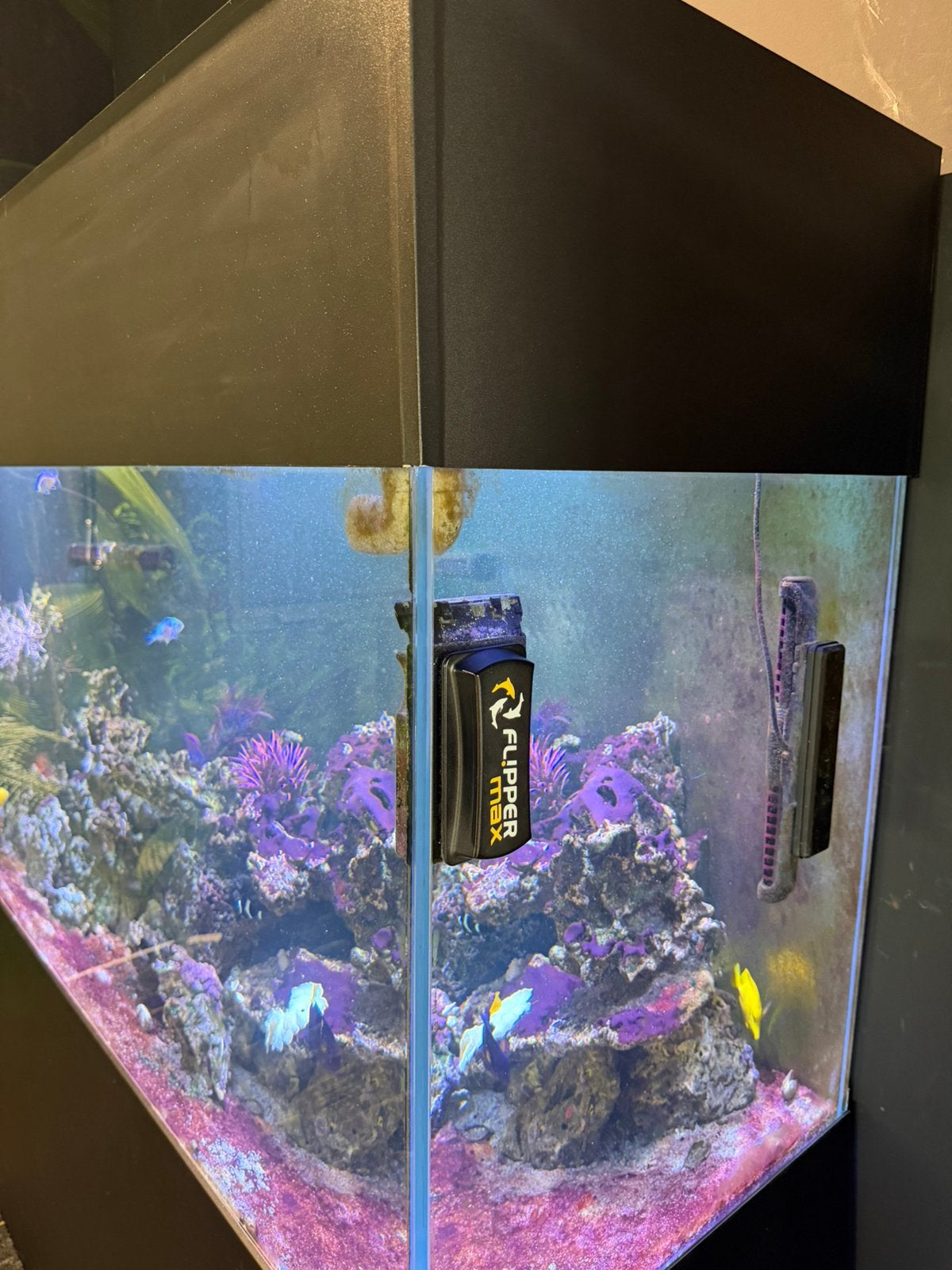Compleet zoutwateraquarium, Ophalen, Zo goed als nieuw, Gevuld zeewateraquarium