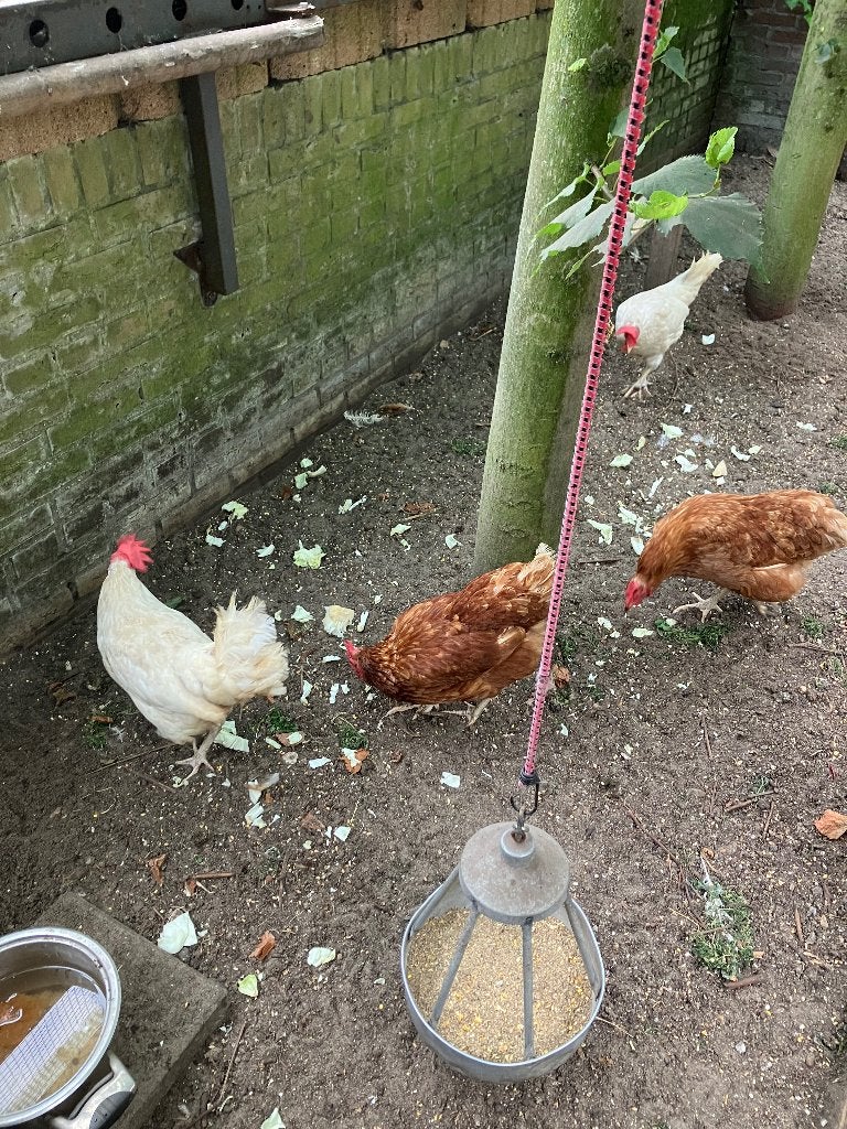 kippen, Vrouwelijk, Kip