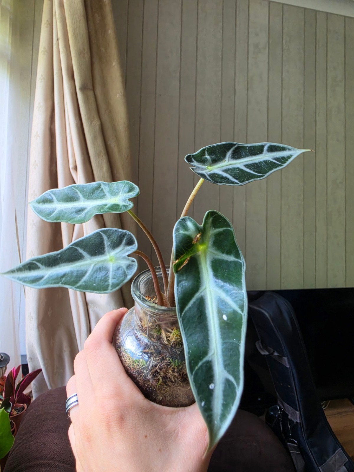 Alocasia Bambino Arrow, Ophalen of Verzenden, Halfschaduw, Minder dan 100 cm