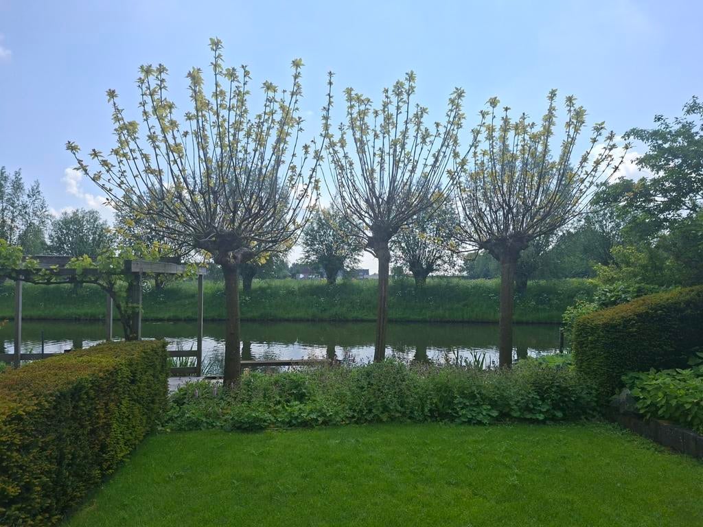 3x mooie pollard willows (Salix) bomen GRATIS  op te halen, Tuin en Terras, Planten | Bomen, Ophalen, Volle zon, Overige soorten